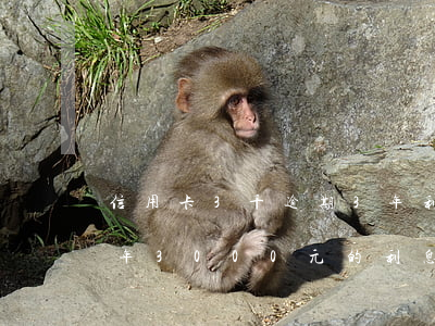 信用卡3千逾期3年利息多少，信用卡逾期三年，3000元的利息是多少？